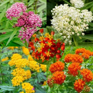 Butterfly Milkweed Plants - 2 Assorted Asclepias Tuberosa Perennial Flowers - Garden Ready
