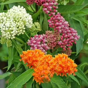 Butterfly Milkweed Plants - 2 Assorted Asclepias Tuberosa Perennial Flowers - Garden Ready