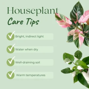 Pink Princess Philodendron Live Plants - Variegated Tropical Houseplant, Rare Indoor Plant