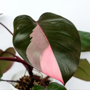 Pink Princess Philodendron Live Plants - Variegated Tropical Houseplant, Rare Indoor Plant