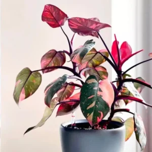 Pink Princess Philodendron Live Plants - Variegated Tropical Houseplant, Rare Indoor Plant