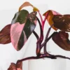 Pink Princess Philodendron Live Plants - Variegated Tropical Houseplant, Rare Indoor Plant