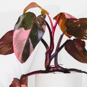 Pink Princess Philodendron Live Plants - Variegated Tropical Houseplant, Rare Indoor Plant