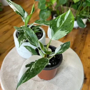 White Princess Philodendron Live Plants - Variegated Tropical Houseplant - No Pot - Rare Indoor Plant