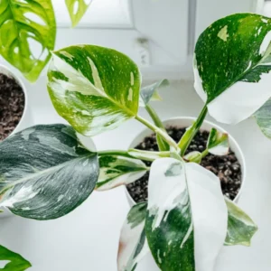 White Princess Philodendron Live Plants - Variegated Tropical Houseplant - No Pot - Rare Indoor Plant