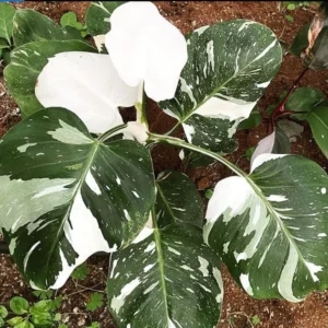 White Princess Philodendron Live Plants - Variegated Tropical Houseplant - No Pot - Rare Indoor Plant