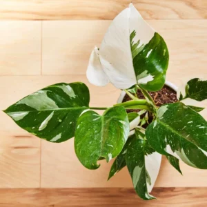 Princess Philodendron Live Plants - Variegated Tropical Houseplant - No Pot