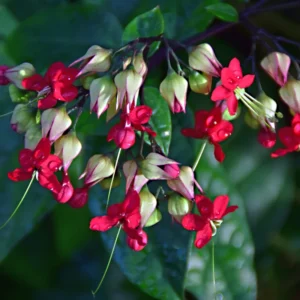 Purple Bleeding Heart Clerodendrum Plant - Trailing Vine - 4-8 Inch - Outdoor Flowering