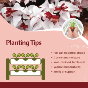 Purple Bleeding Heart Clerodendrum Plant - Trailing Vine - 4-8 Inch - Outdoor Flowering