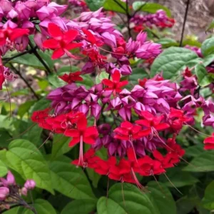 Purple Bleeding Heart Clerodendrum Plant - Trailing Vine - 4-8 Inch - Outdoor Flowering