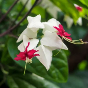 White Bleeding Heart Clerodendrum Trailing Vine Plant 4-8 Inch Live Outdoor