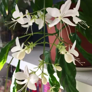 Wallichii Clerodendrum Live Plant Trailing Vine 4-8 Inch Outdoor Ready