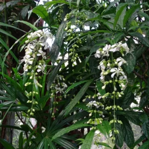 Wallichii Clerodendrum Live Plant Trailing Vine 4-8 Inch Outdoor Ready