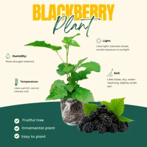 Thornless Blackberry Bushes Live Plants - Arapaho Edible Blackberries Fruit Tree