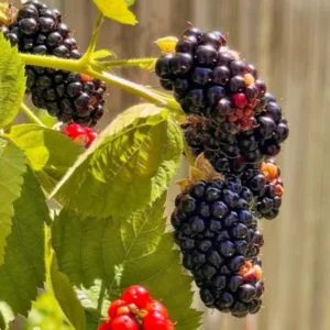 Thornless Blackberry Bushes Live Plants - Arapaho Edible Blackberries Fruit Tree