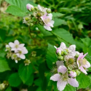 Thornless Blackberry Bushes Live Plants - Arapaho Edible Blackberries Fruit Tree