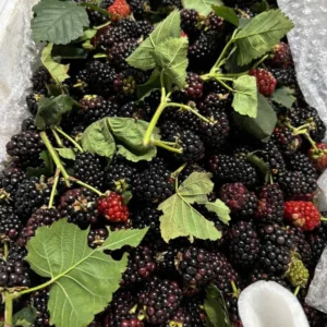 Thornless Blackberry Bushes Live Plants - Edible Blackberries Fruit Tree 4-8 Inch Outdoor Growing