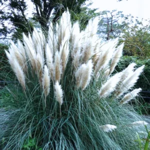 Pampas Grass Plants 2-Pack Live Ornamental Grass 4-8 Inches White Outdoor Garden