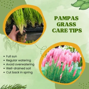 Pampas Grass Plants 2-Pack Live Ornamental Grass 4-8 Inches White Outdoor Garden
