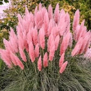 Pink Pampas Grass Plants Pack of 2, Live Ornamental Grasses for Garden Landscaping