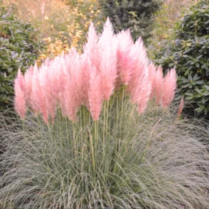 Pink Pampas Grass Plants Pack of 2, Live Ornamental Grasses for Garden Landscaping