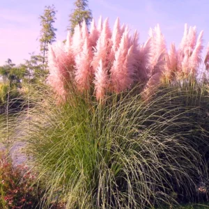 Pink Pampas Grass Plants Pack of 2, Live Ornamental Grasses for Garden Landscaping