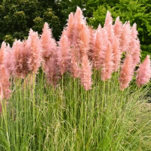 Pink Pampas Grass Plants Pack of 2, Live Ornamental Grasses for Garden Landscaping