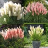 Live Ornamental Pampas Grass Plants - Pack of 2 - 4-8 Inches - Mixed for Outdoor Landscaping