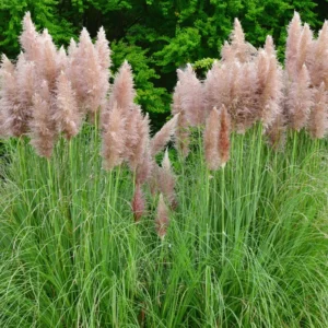 Live Ornamental Pampas Grass Plants - Pack of 2 - 4-8 Inches - Mixed for Outdoor Landscaping