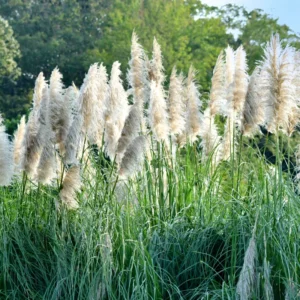 Live Ornamental Pampas Grass Plants - Pack of 2 - 4-8 Inches - Mixed for Outdoor Landscaping
