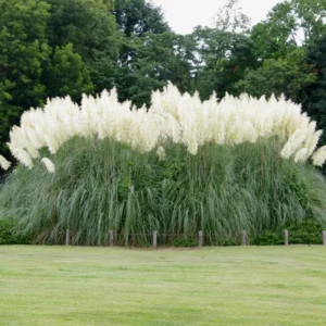 Live Ornamental Pampas Grass Plants - Pack of 2 - 4-8 Inches - Mixed for Outdoor Landscaping