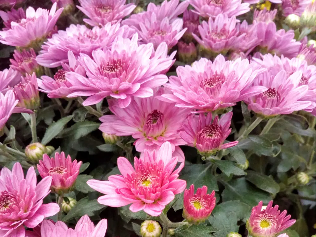 A cluster of pink chrysanthemums blooming in a garden, adding color to the fall landscape