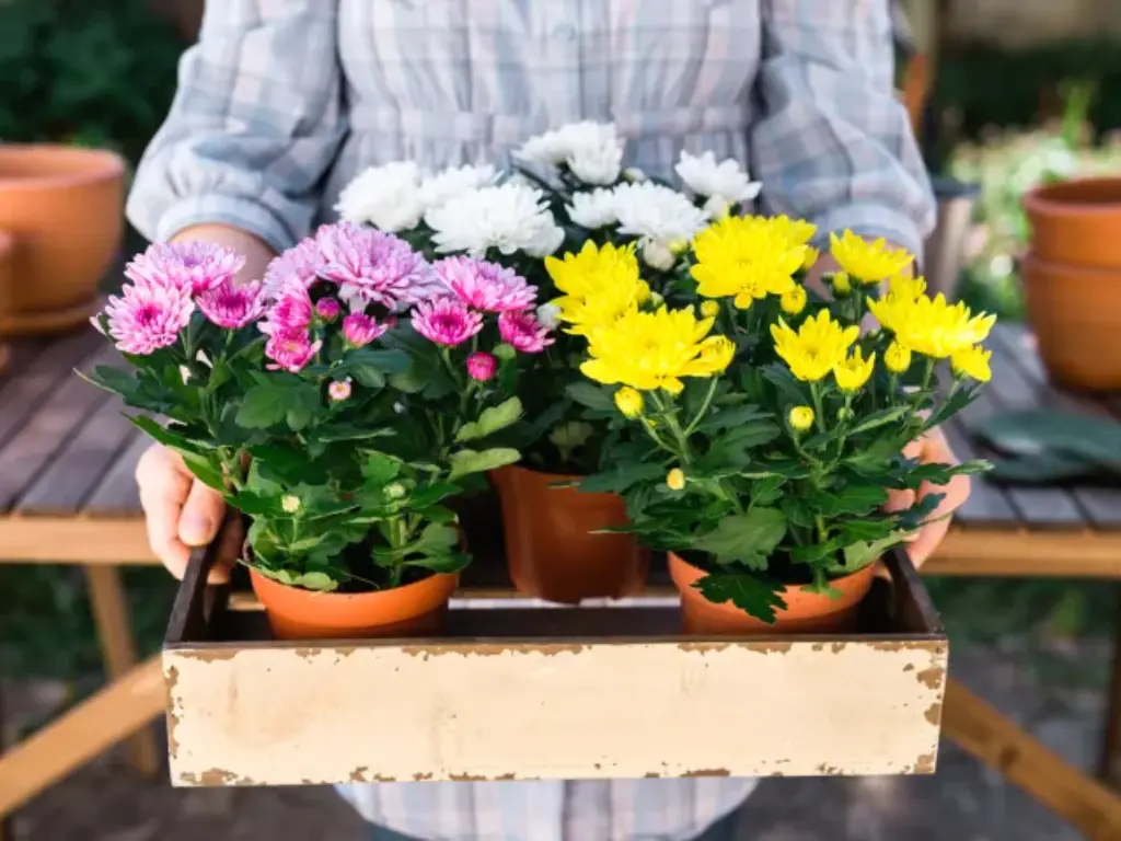 Person holding potted chrysanthemums in pink, yellow, and white colors, ready for planting.