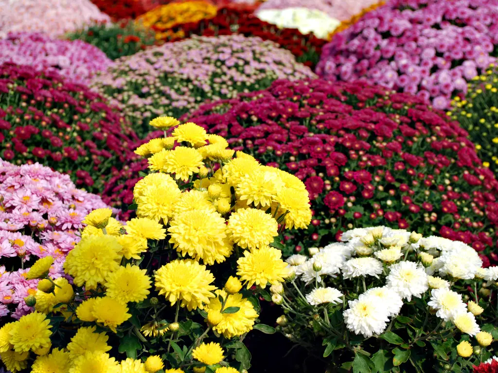 A colorful display of chrysanthemums in various shades, including yellow, pink, and purple.