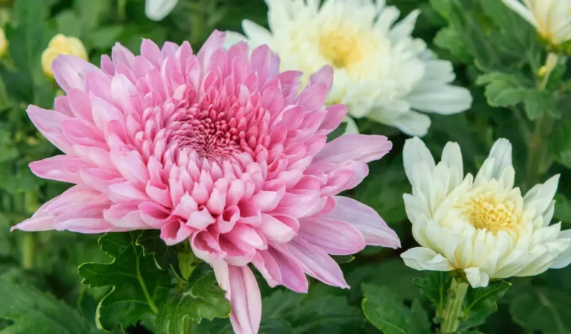 Close-up of a vibrant pink chrysanthemum flower, with soft petals and intricate patterns.