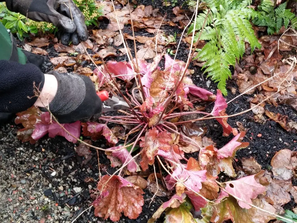 A gardener carefully pruning a Heuchera plant in a garden, removing old leaves to encourage fresh growth.