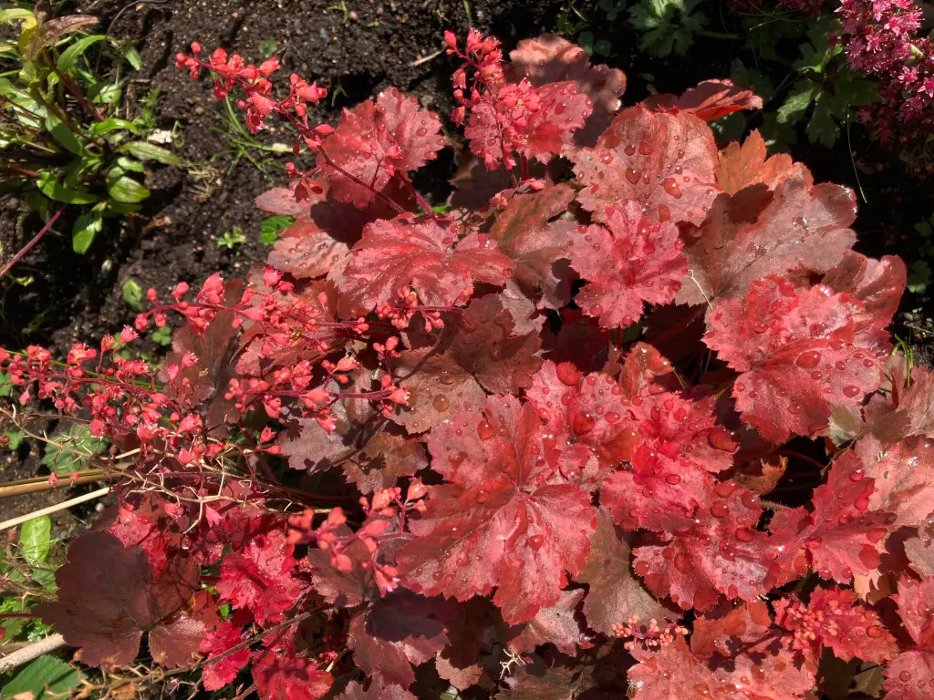 A close-up of Heuchera ‘Berry Smoothie’ with vibrant red foliage and delicate bell-shaped flowers in bloom.