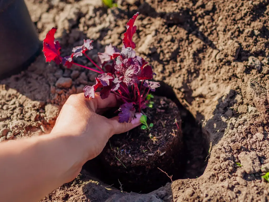 planting coral bells