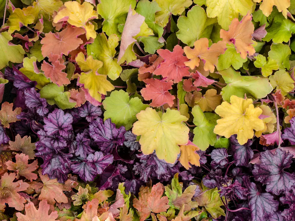 Best Varieties of Heuchera