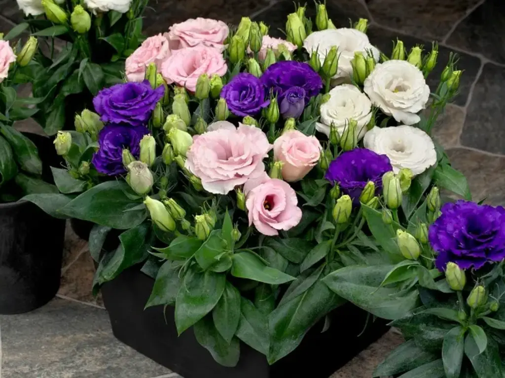 Growing Lisianthus Indoors