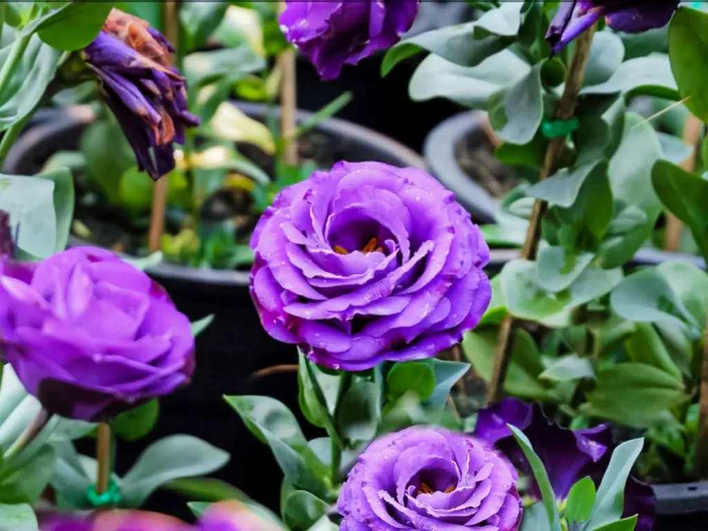 Grow Lisianthus Indoors