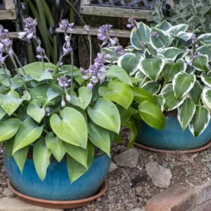 Mixed Hosta Plants Perennial Bare Roots - 6 Pack - Shade Loving Foliage