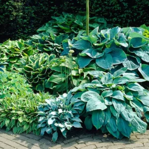 Mixed Hosta Plants Perennial Bare Roots - 6 Pack - Shade Loving Foliage