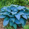 3 Blue Hosta Bareroots - Shade Loving Perennial Plants