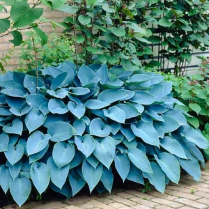 3 Blue Hosta Bareroots - Shade Loving Perennial Plants