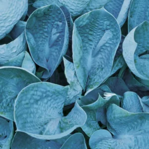 3 Blue Hosta Bareroots - Shade Loving Perennial Plants