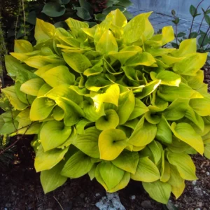 Lemon Hosta Bareroots - 3 Pack - Shade Garden Plant - Easy Grow