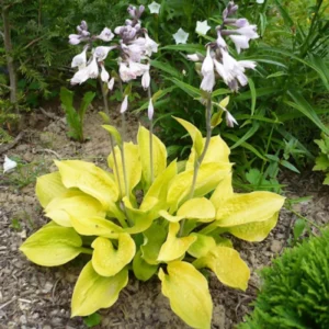 Lemon Hosta Bareroots - 3 Pack - Shade Garden Plant - Easy Grow