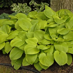 Lemon Hosta Bareroots - 3 Pack - Shade Garden Plant - Easy Grow