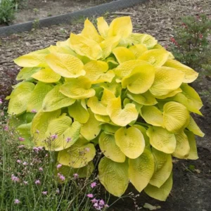 Lemon Hosta Bareroots - 3 Pack - Shade Garden Plant - Easy Grow